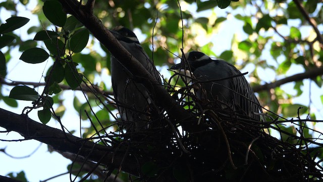 Yellow-crowned Night Heron (Yellow-crowned) - ML633623278