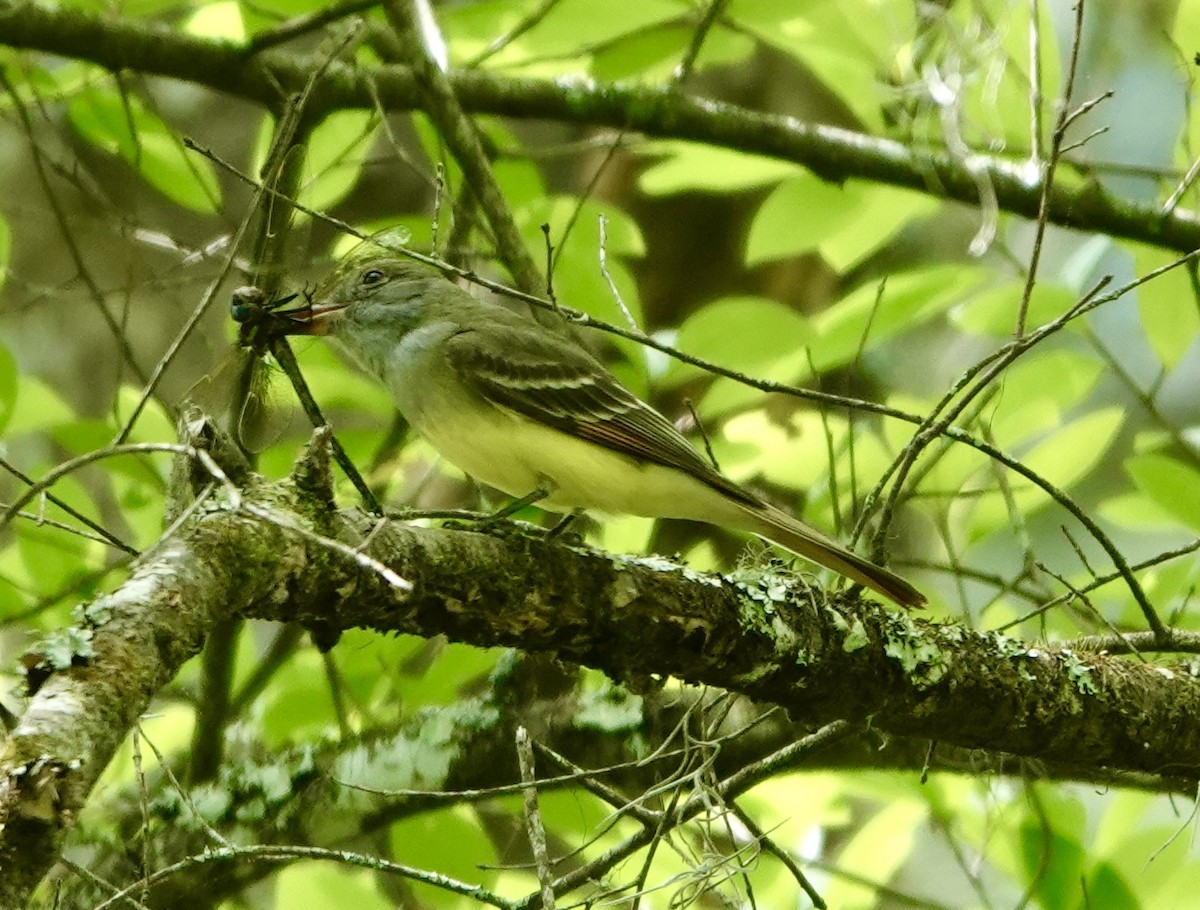 Great Crested Flycatcher - ML633623318