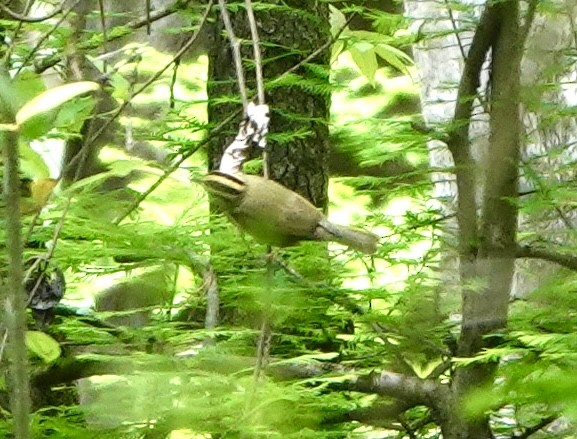 Worm-eating Warbler - ML633623324