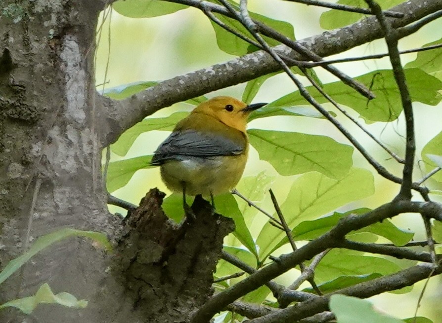 Prothonotary Warbler - ML633623330
