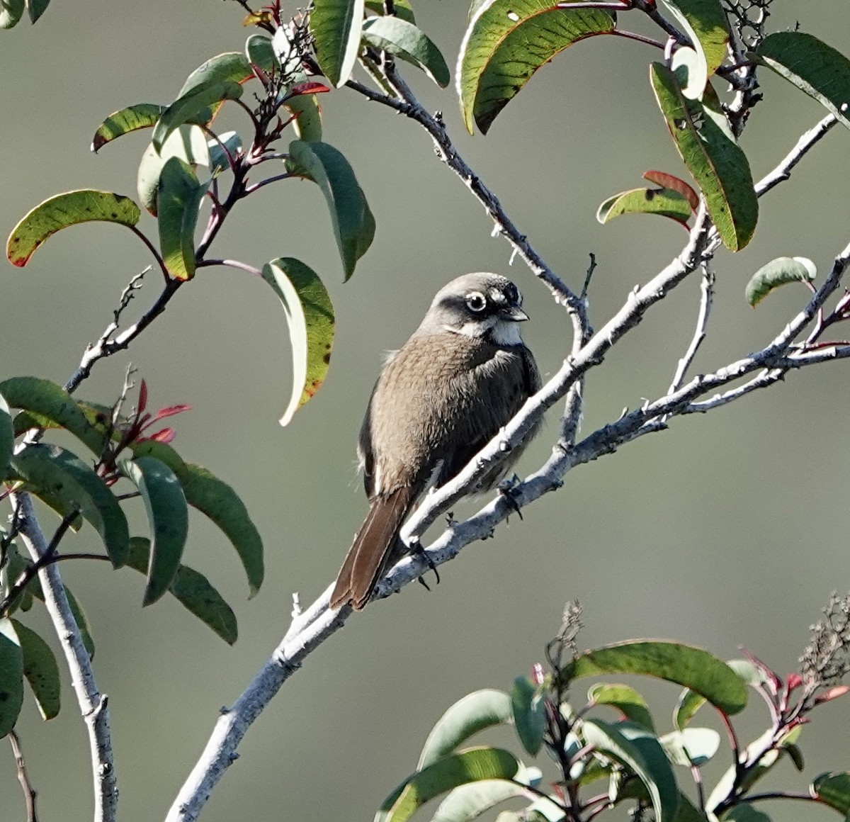 Bell's Sparrow - ML633623332