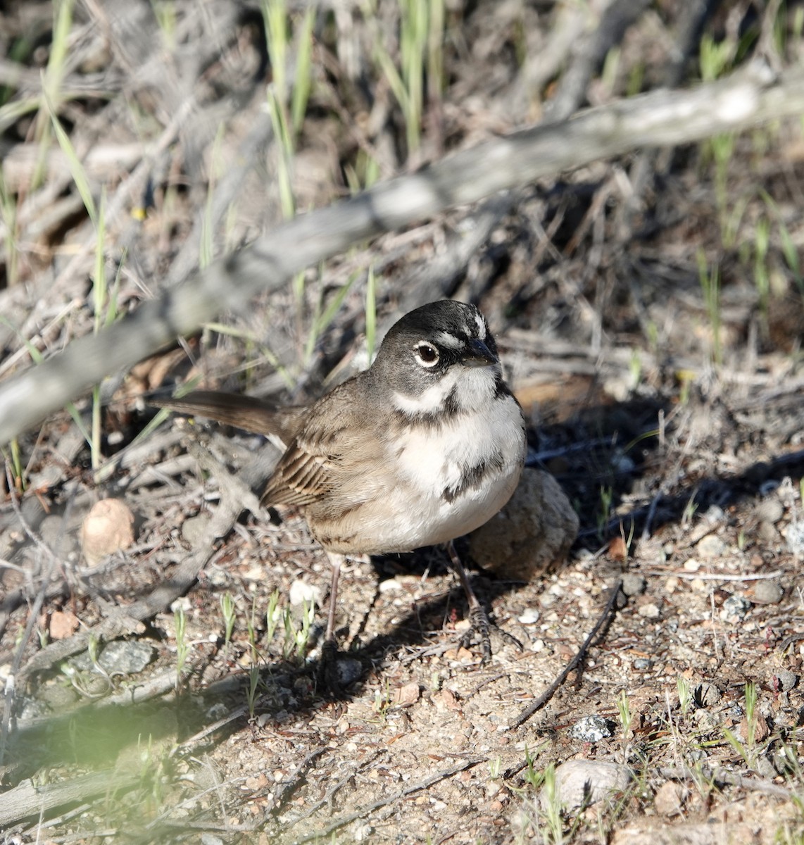 Bell's Sparrow - ML633623333