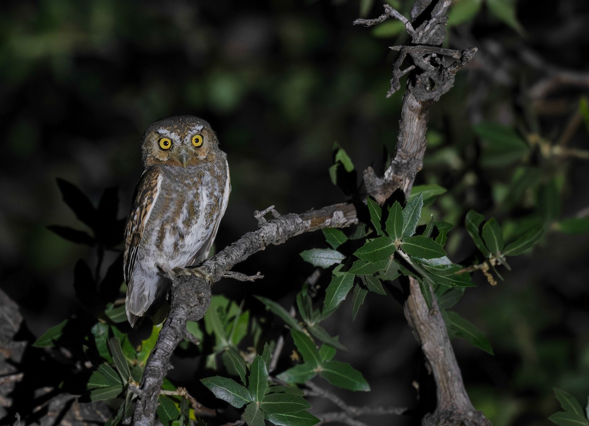 Elf Owl - ML633623403