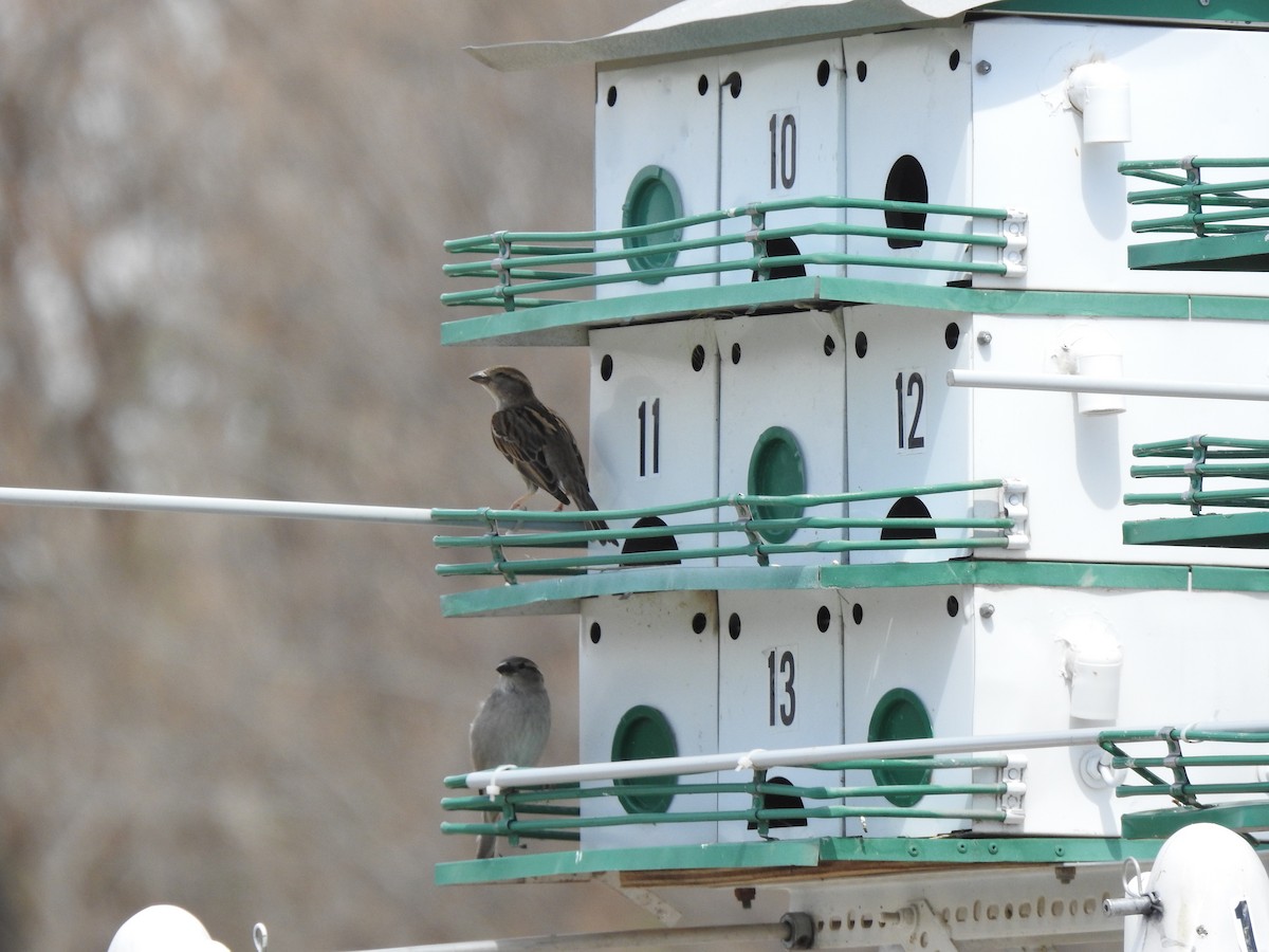 House Sparrow - ML633623415