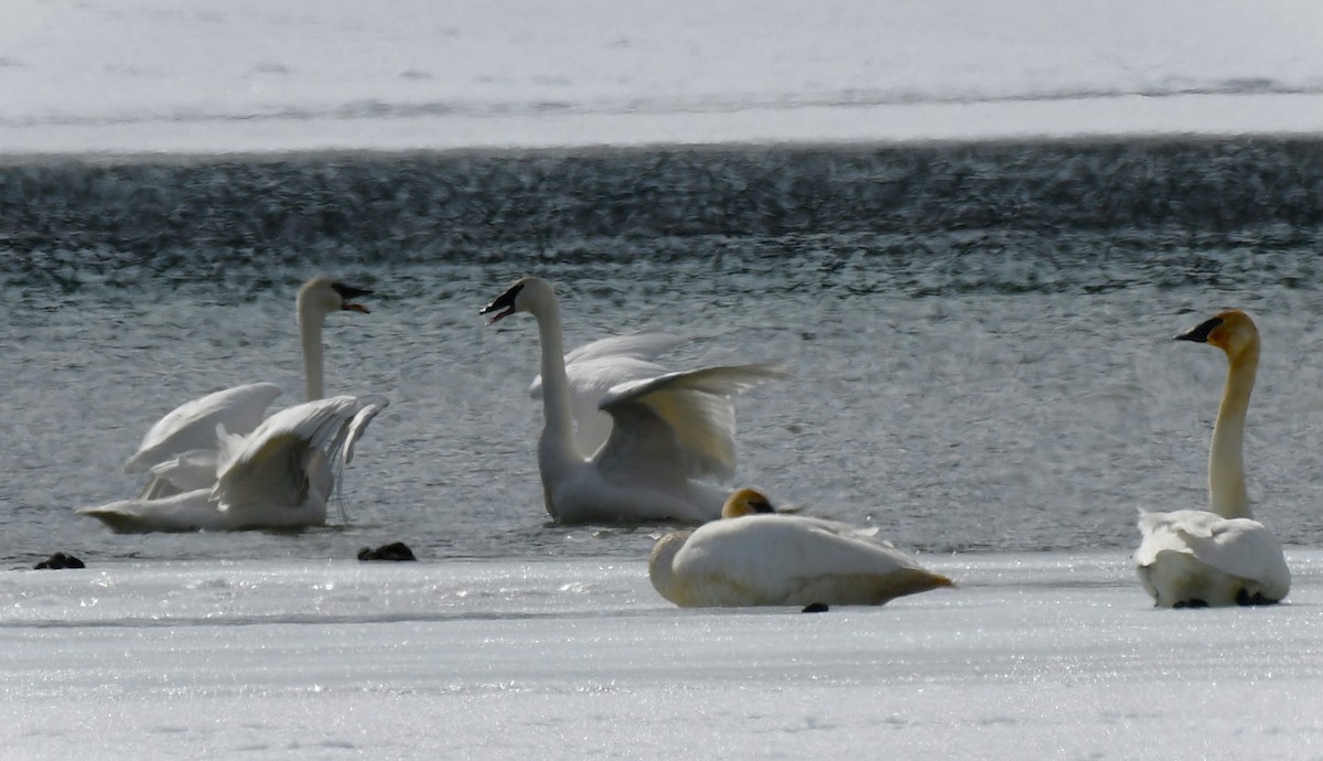 Trumpeter Swan - ML633623430