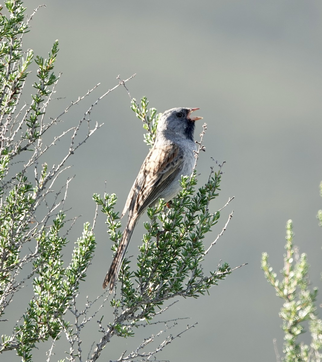 Black-chinned Sparrow - ML633623437