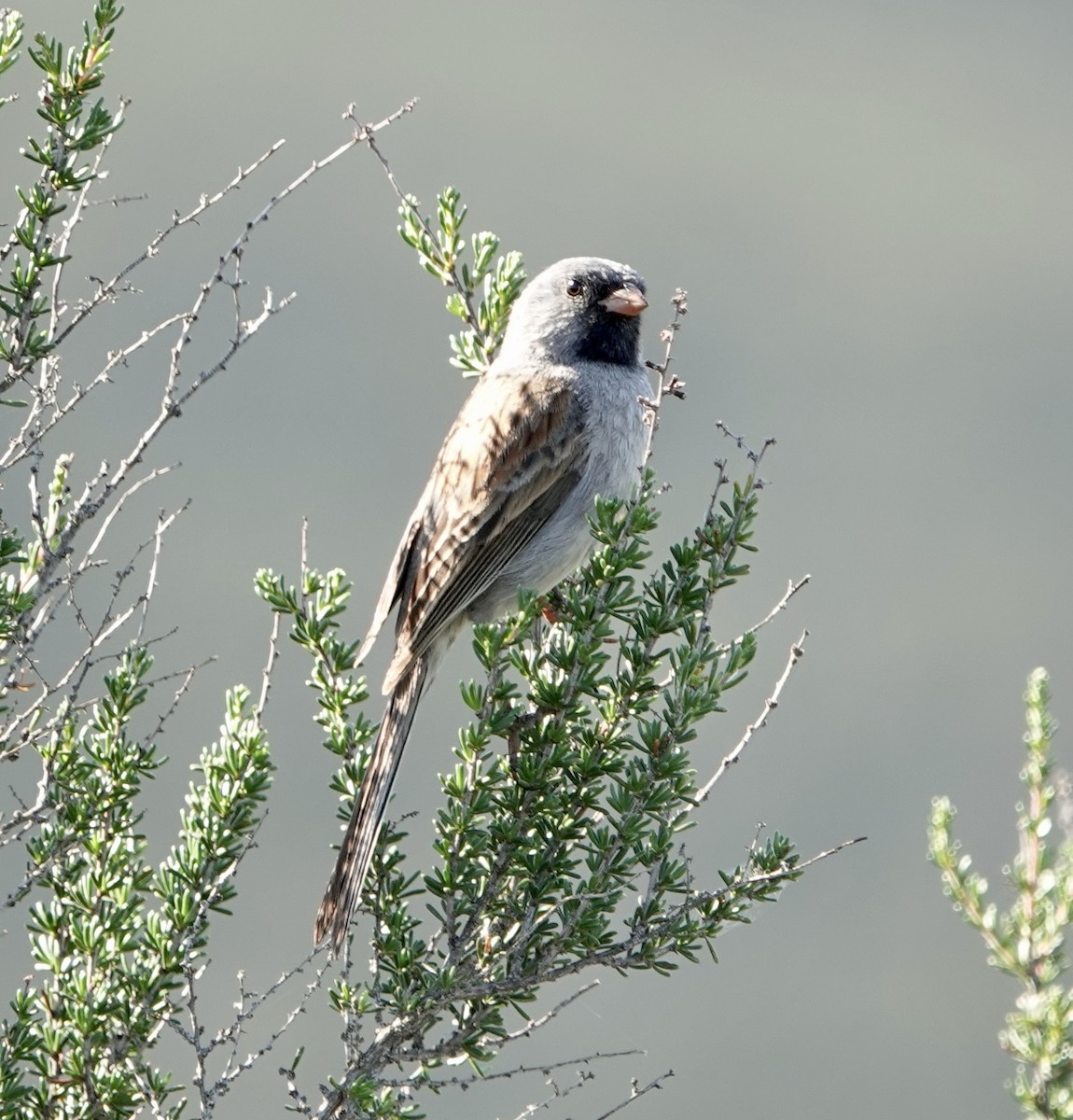 Black-chinned Sparrow - ML633623438
