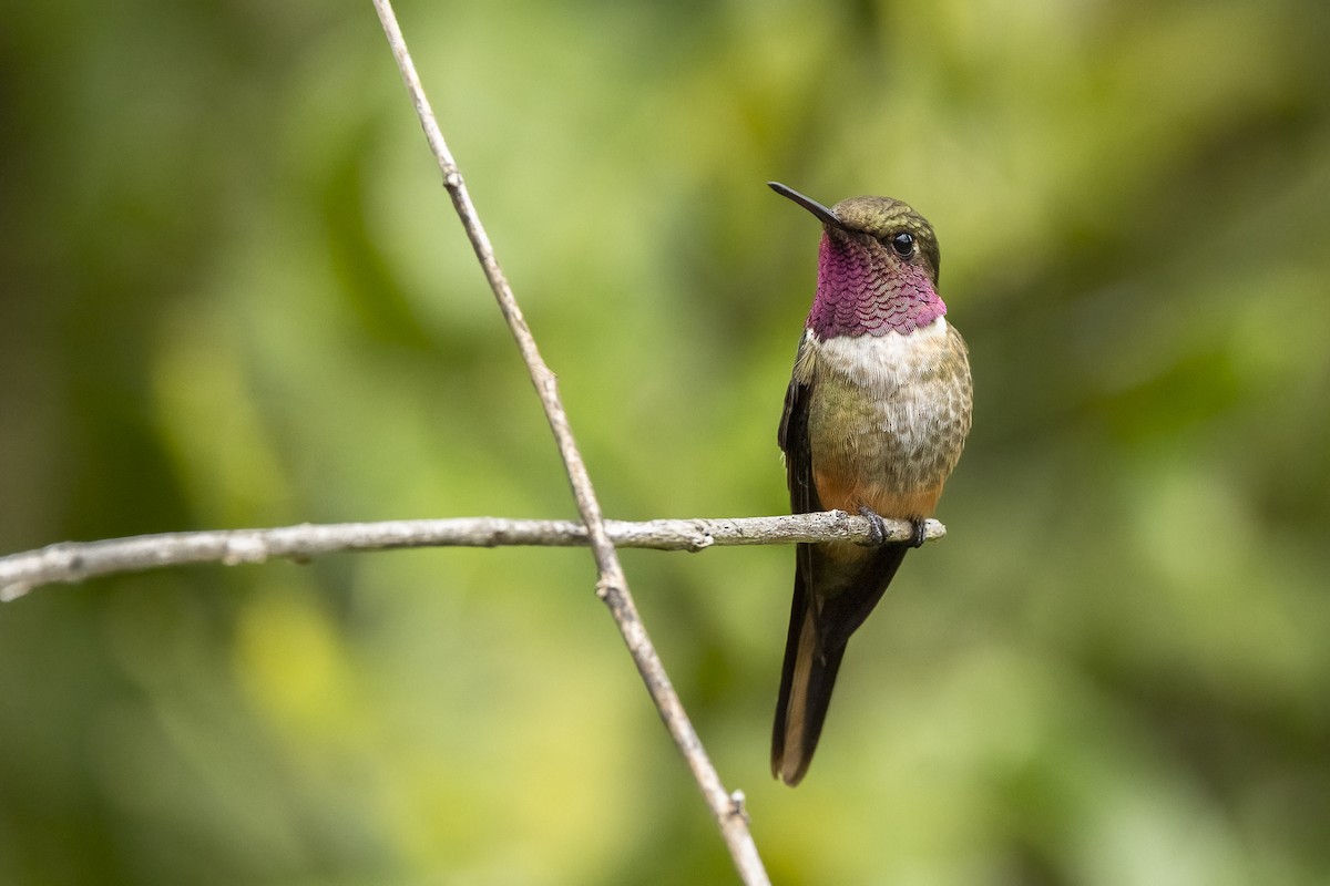 Colibri magenta - ML633623565