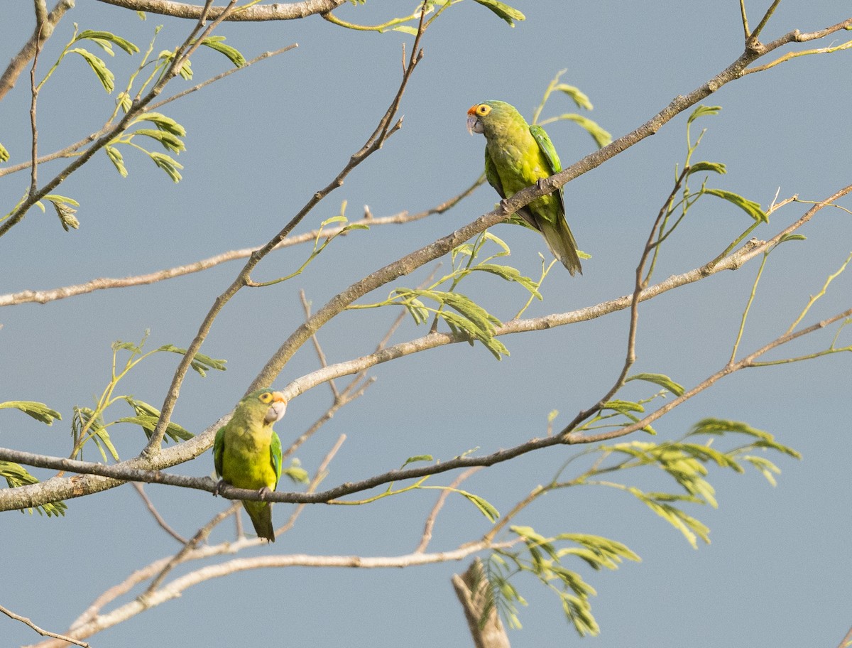 Orange-fronted Parakeet - ML633623581