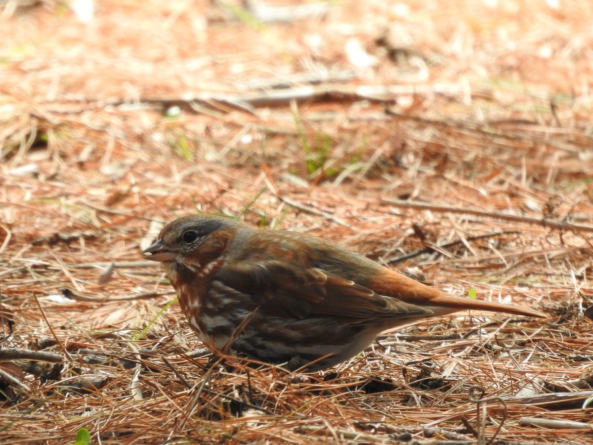 Fox Sparrow - ML633623694