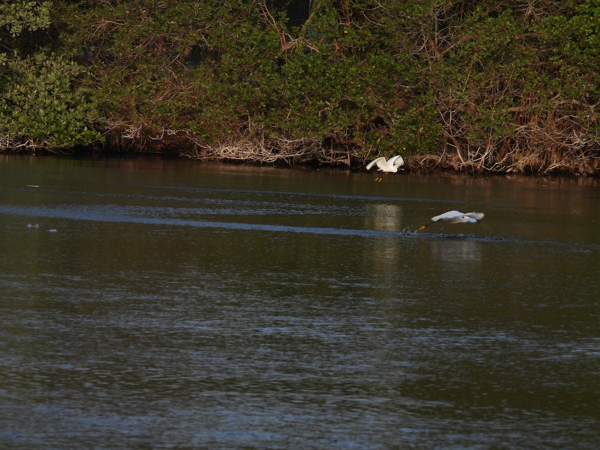 Snowy Egret - ML633623781