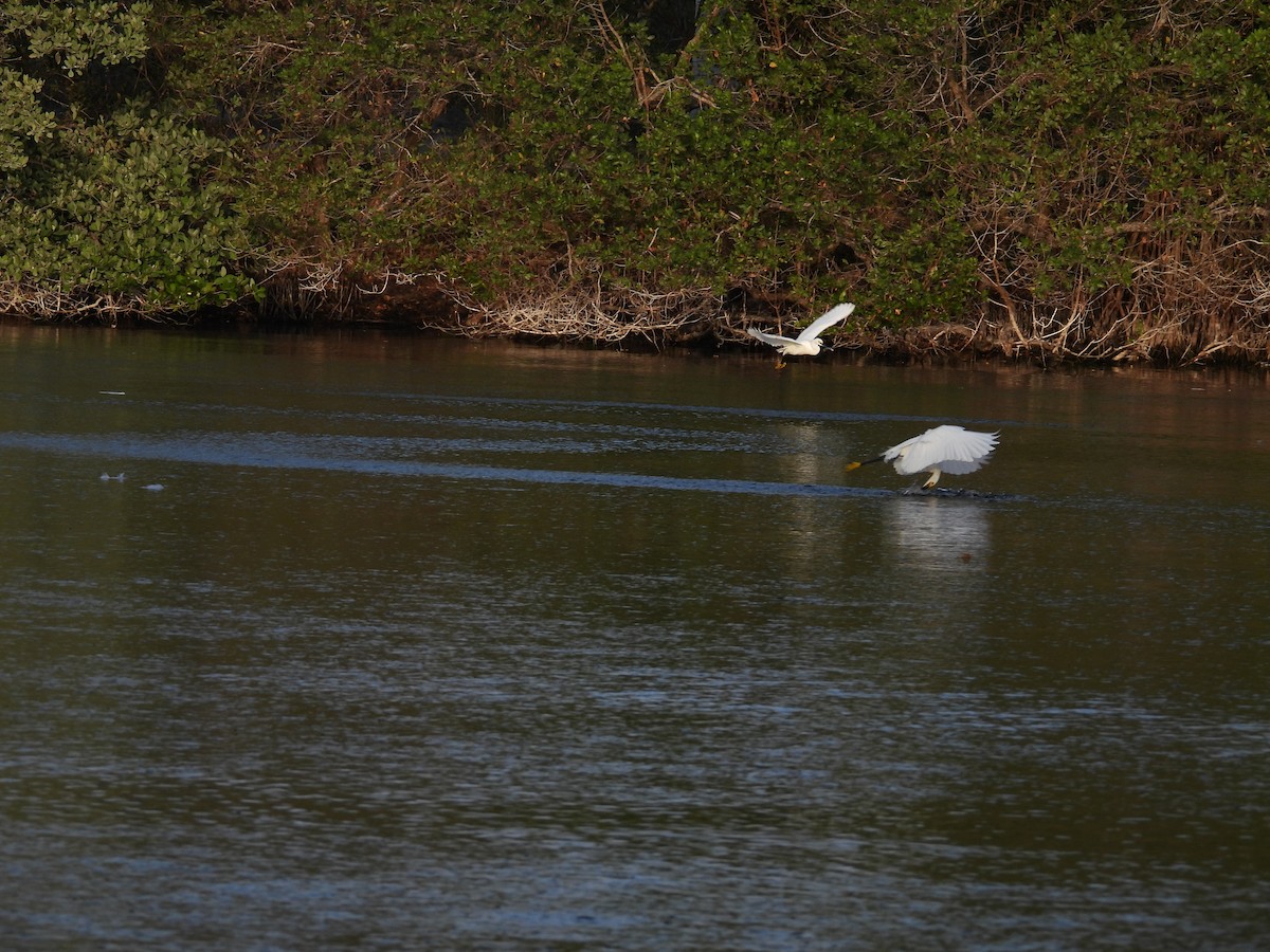Snowy Egret - ML633623787