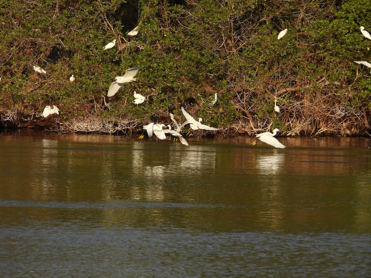 Snowy Egret - ML633623812