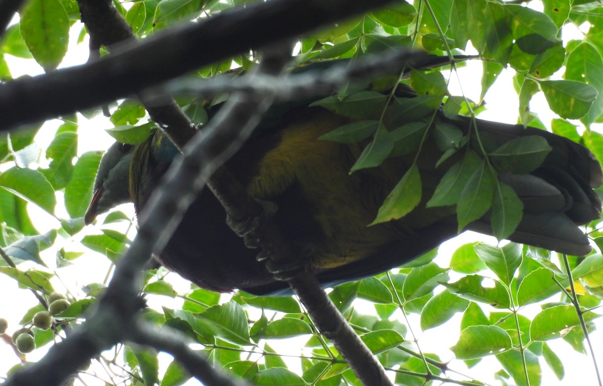 Wompoo Fruit-Dove - ML633623893