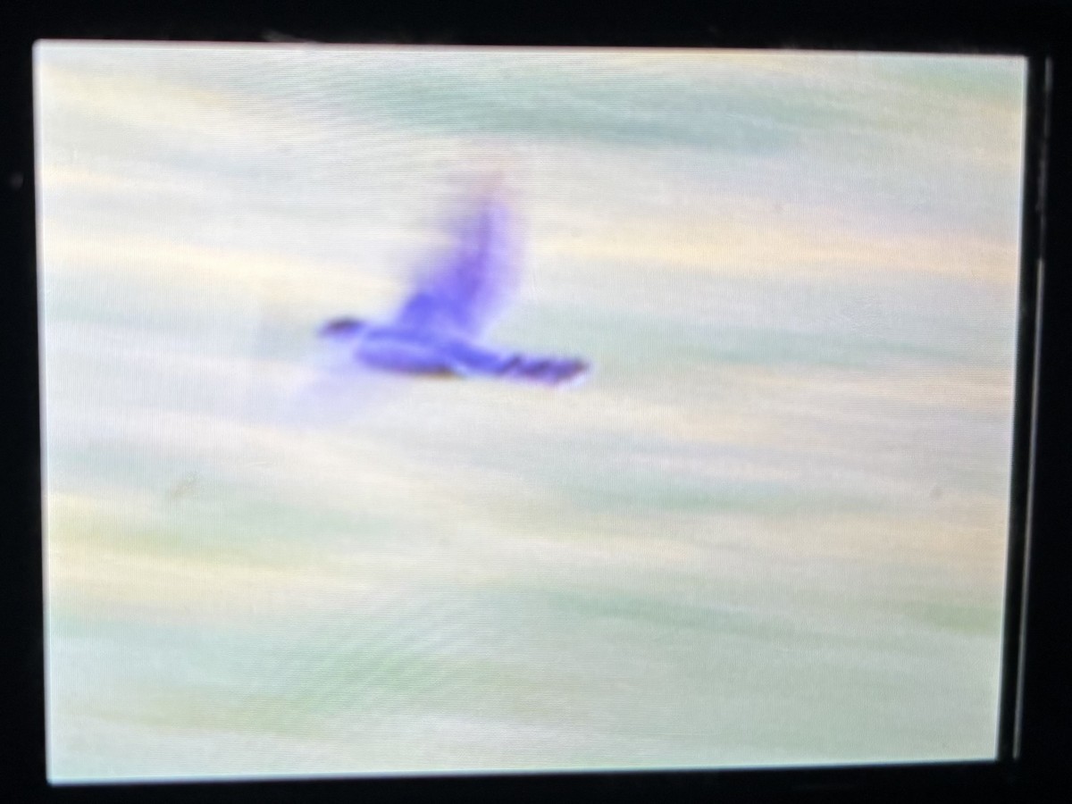 Cooper's Hawk - ML633623961