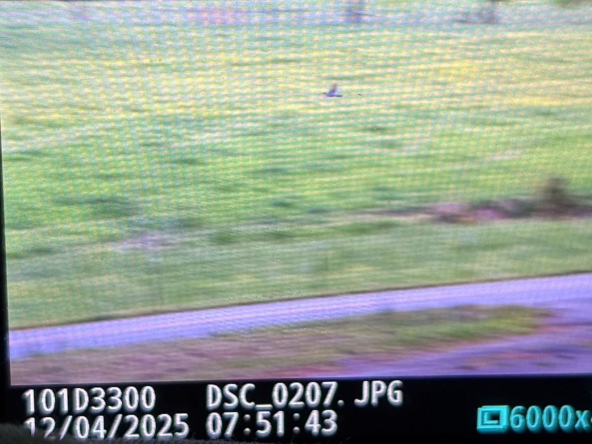 Cooper's Hawk - ML633623962