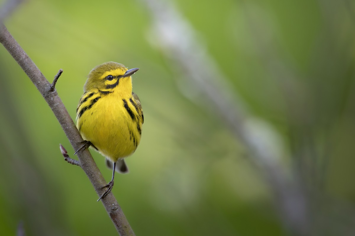 Prairie Warbler - ML633624076