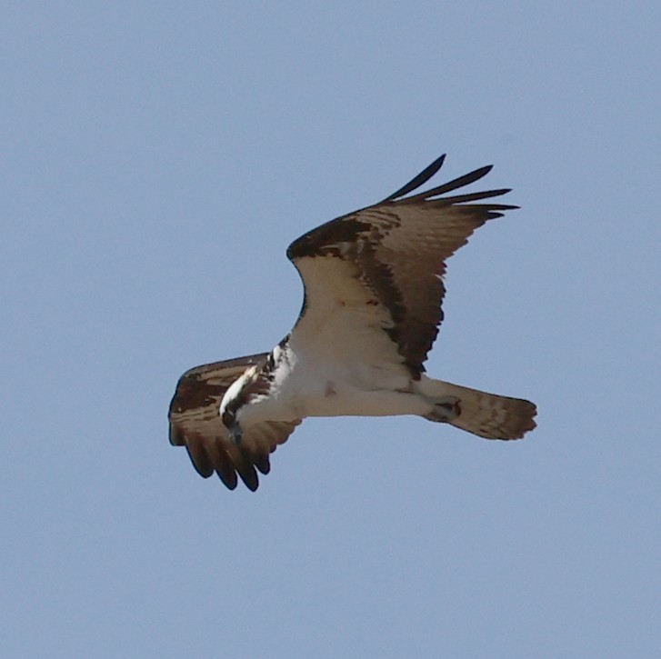 魚鷹 - ML633624870