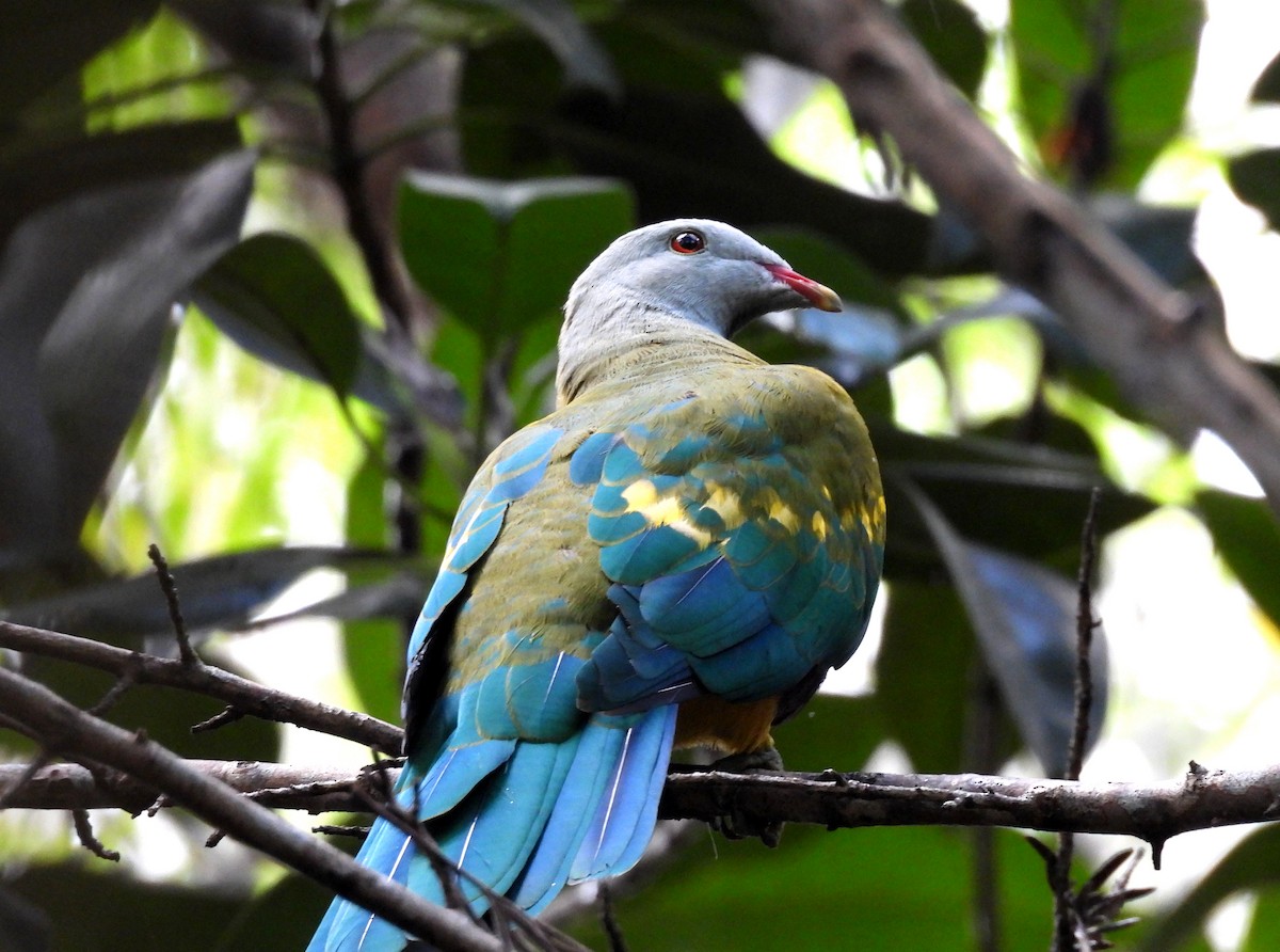 Wompoo Fruit-Dove - ML633624904
