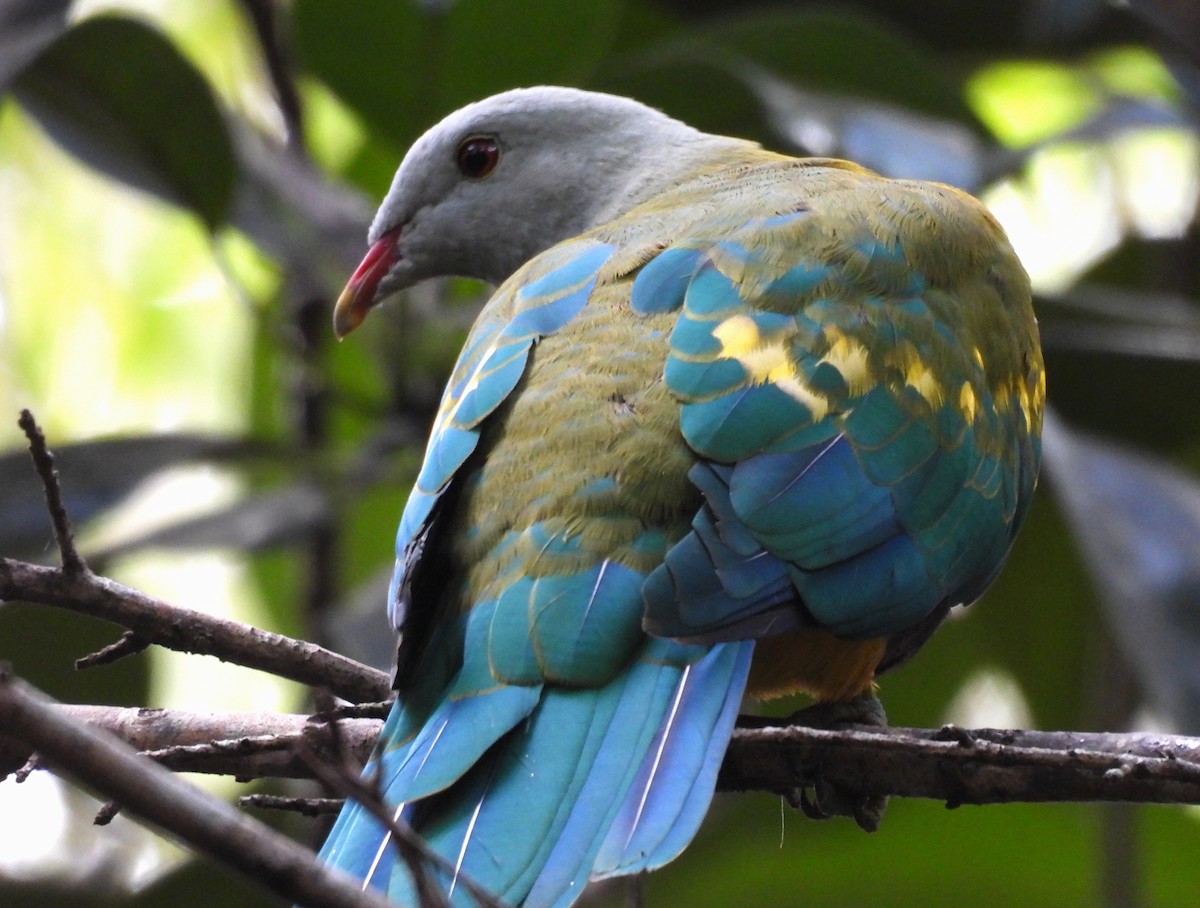 Wompoo Fruit-Dove - ML633624914