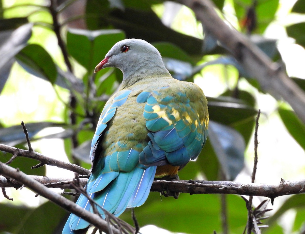 Wompoo Fruit-Dove - ML633624928