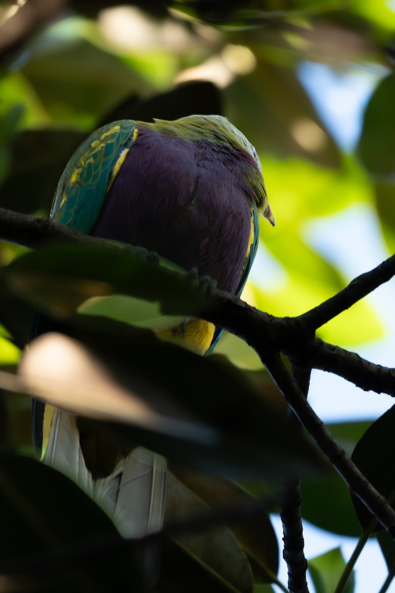 Wompoo Fruit-Dove - ML633624930