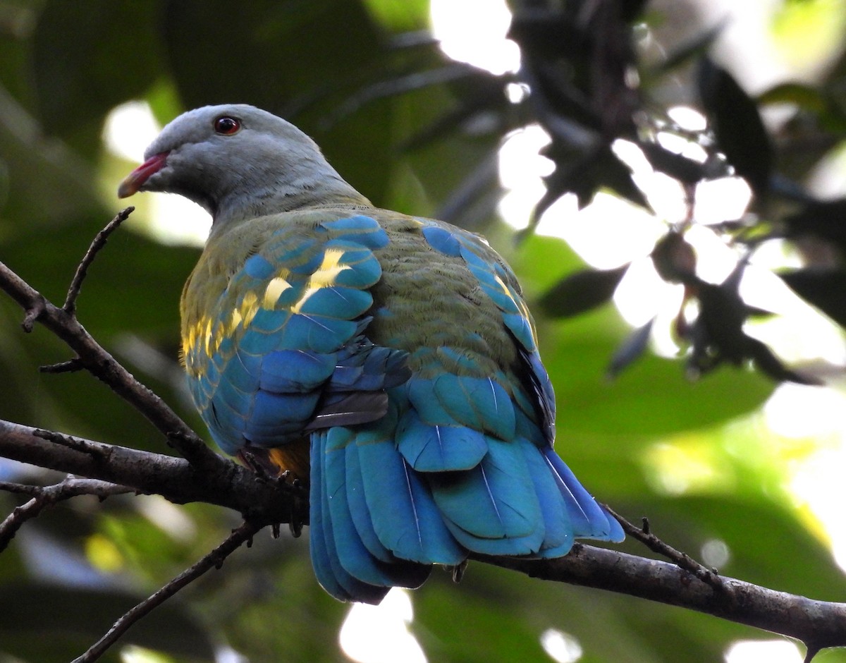 Wompoo Fruit-Dove - ML633624932