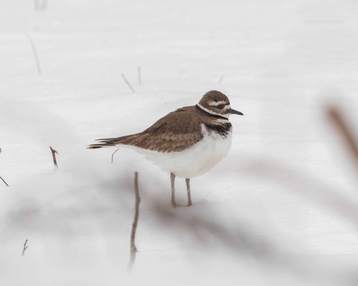 Killdeer - ML633624938