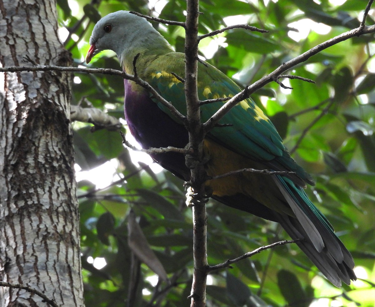 Wompoo Fruit-Dove - ML633624942