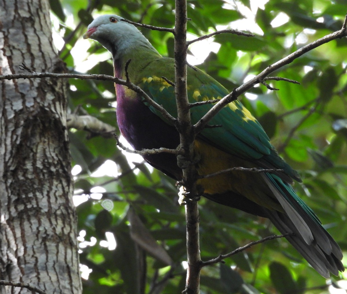 Wompoo Fruit-Dove - ML633624949