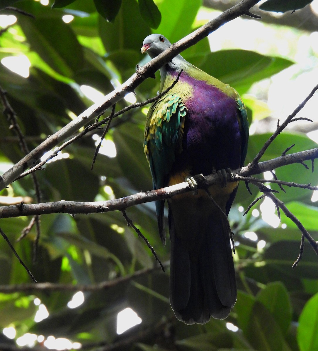 Wompoo Fruit-Dove - ML633624959