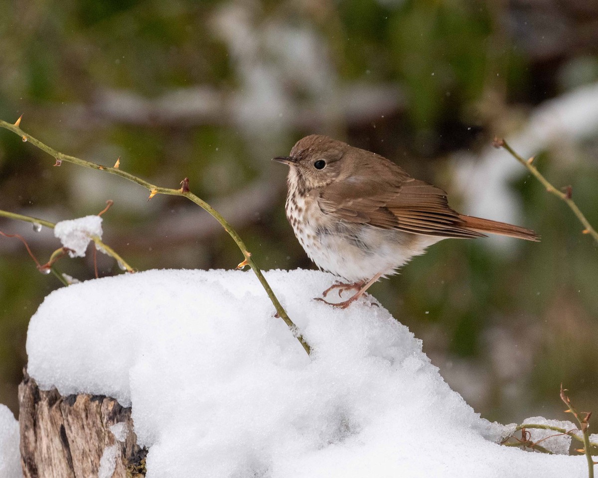 Hermit Thrush - ML633624960