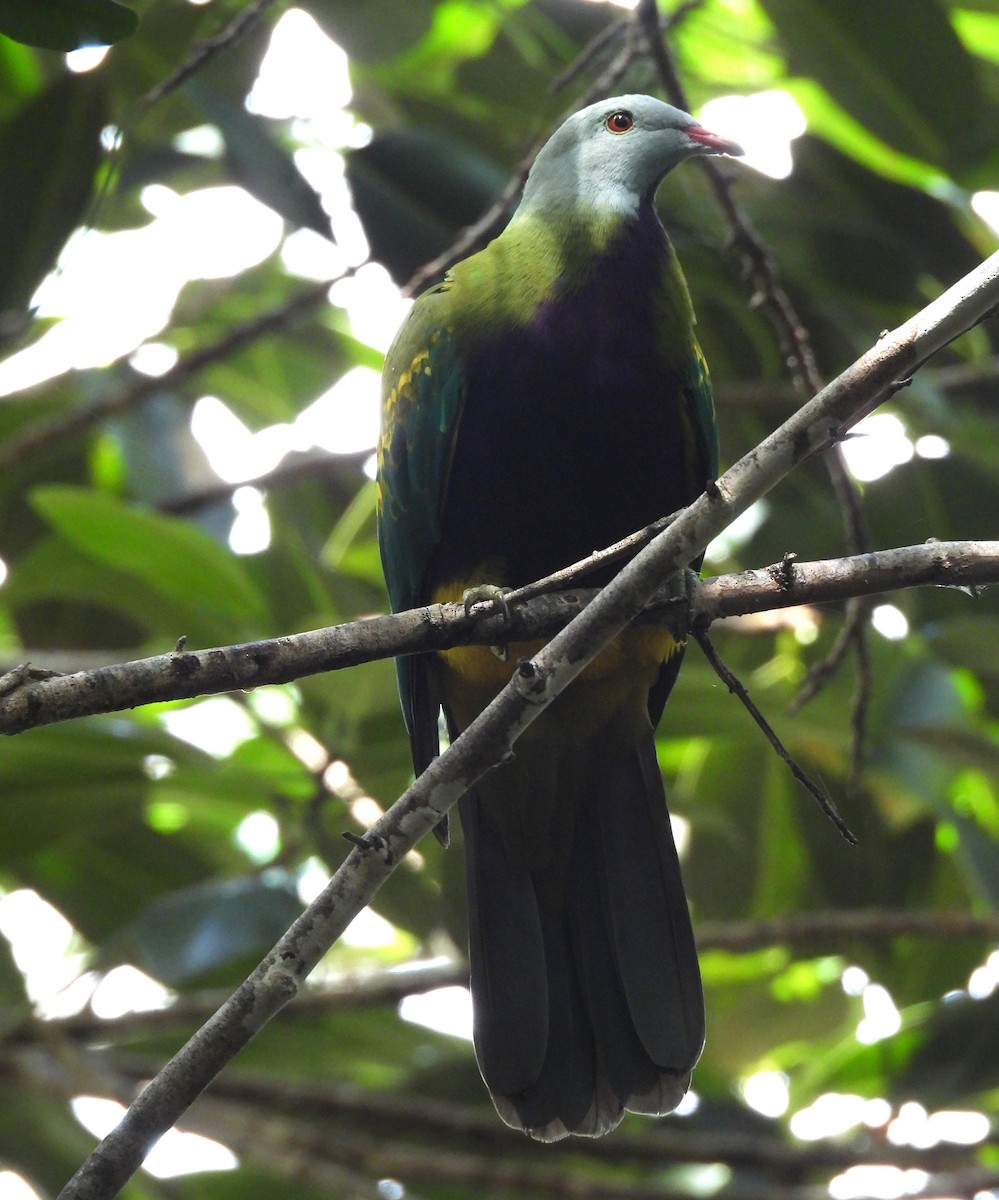 Wompoo Fruit-Dove - ML633624976