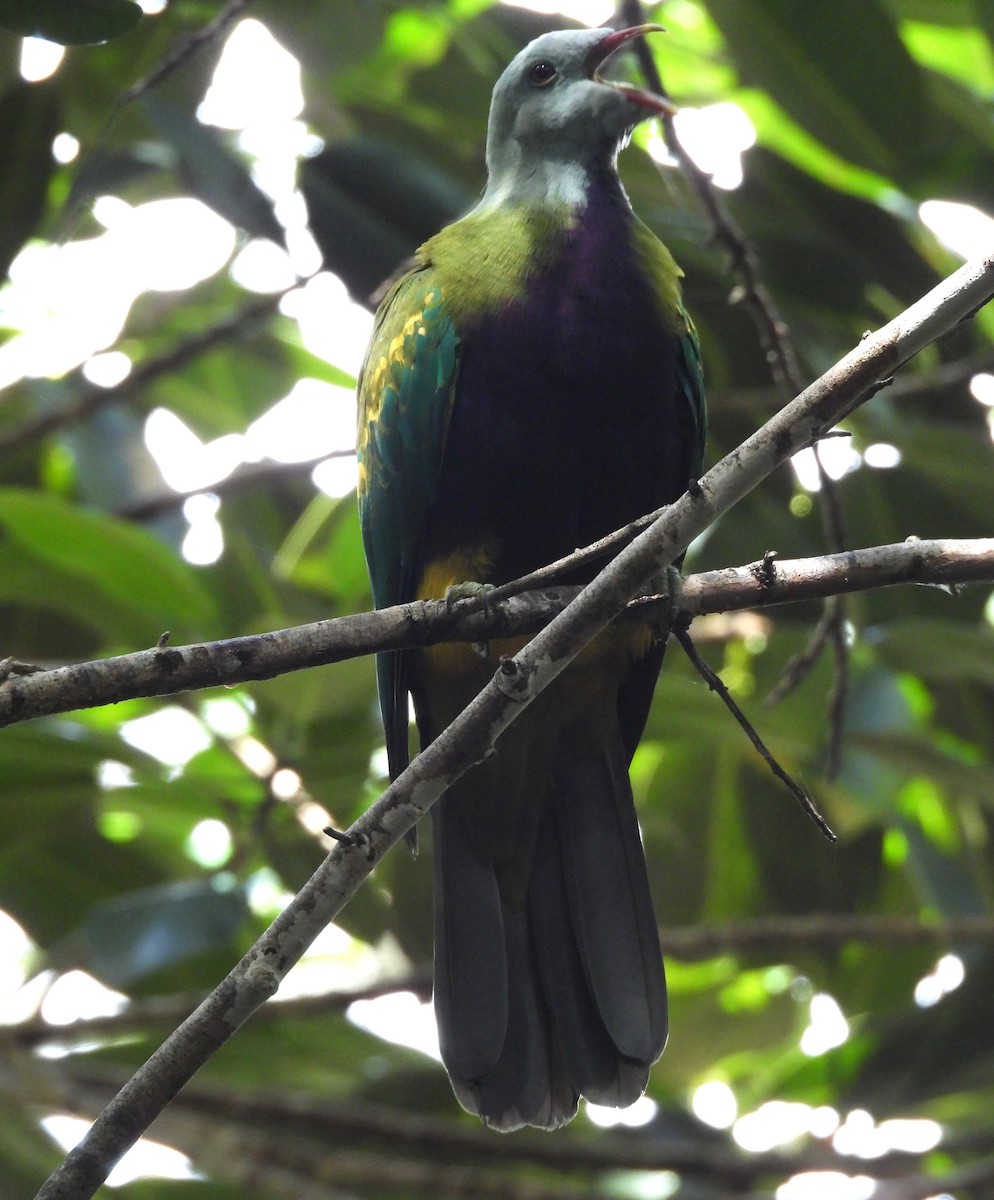 Wompoo Fruit-Dove - ML633624987