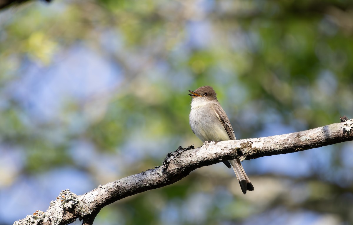 Eastern Phoebe - ML633625069