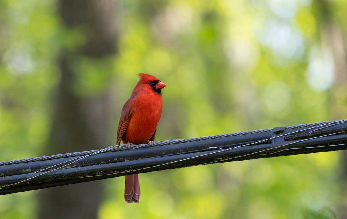Northern Cardinal - ML633625095