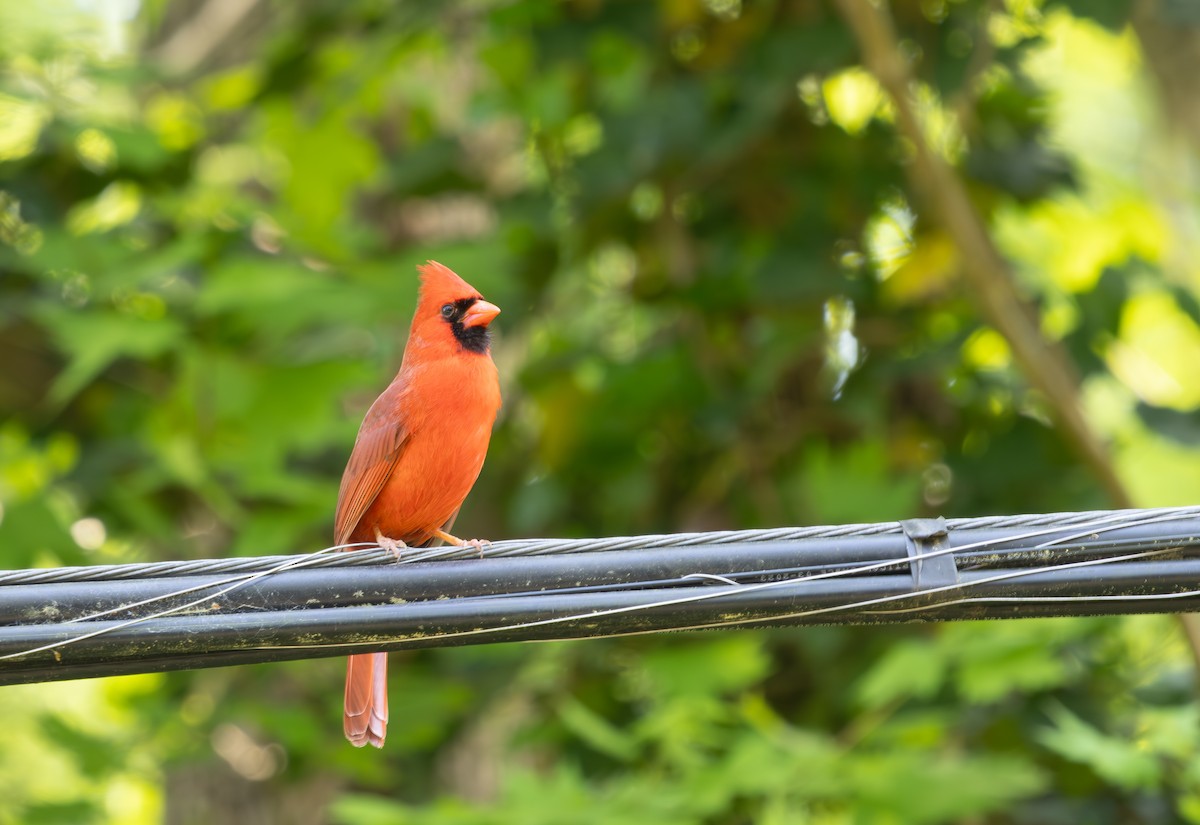 Northern Cardinal - ML633625096
