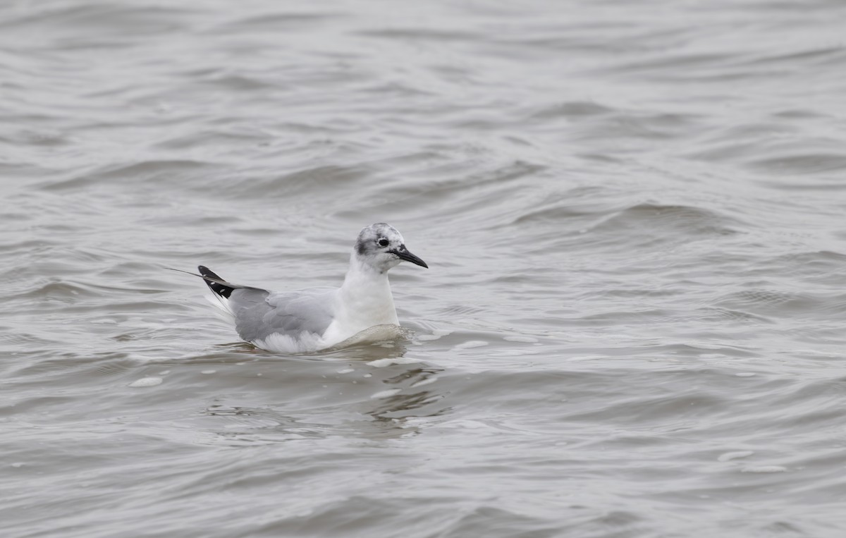 Bonaparte's Gull - ML633625119