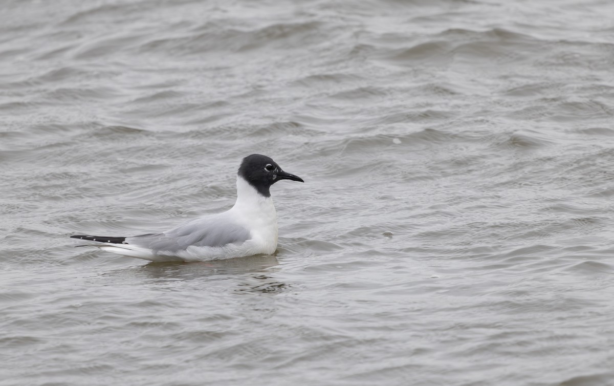 Bonaparte's Gull - ML633625120