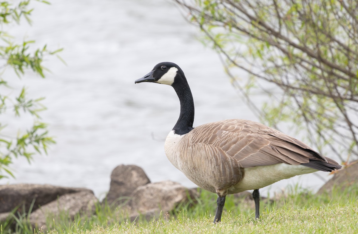 Canada Goose - ML633625129