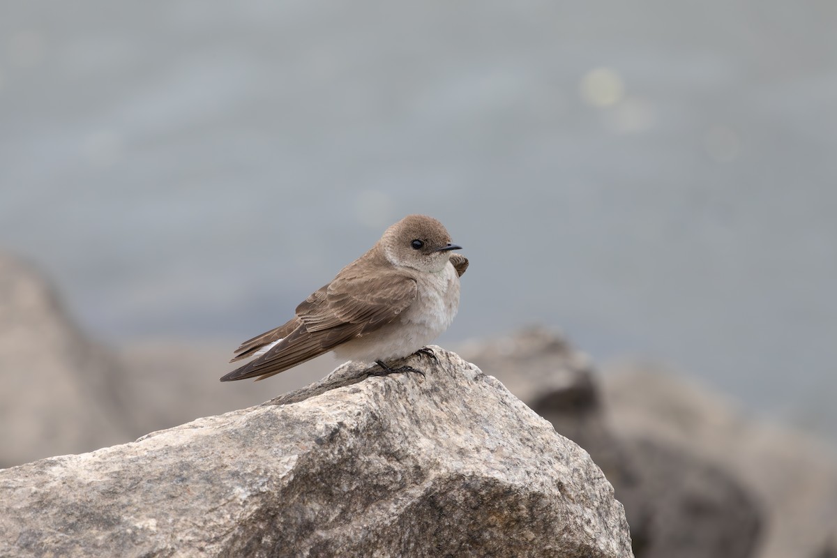 Northern Rough-winged Swallow - ML633625174