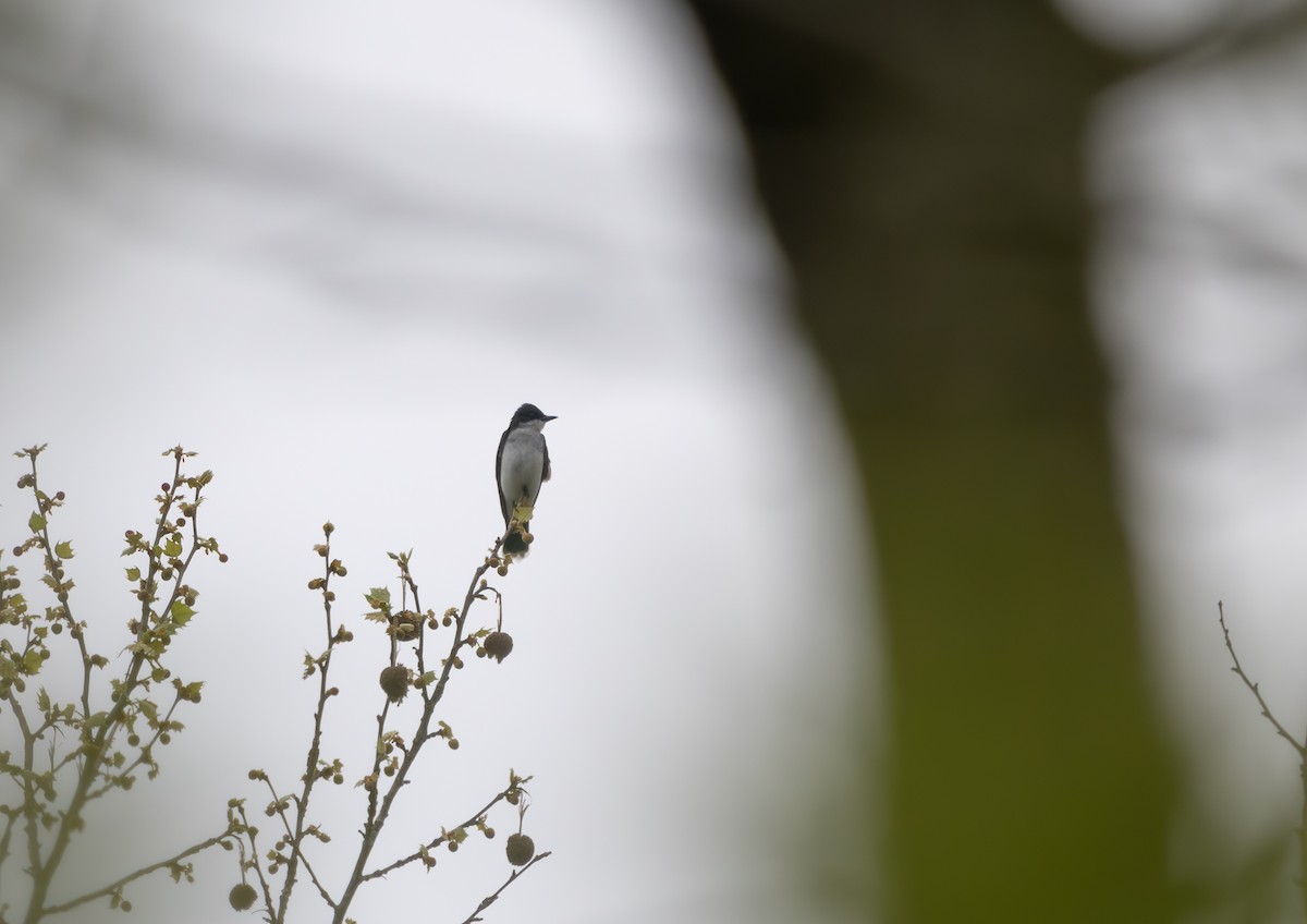 Eastern Kingbird - ML633625215