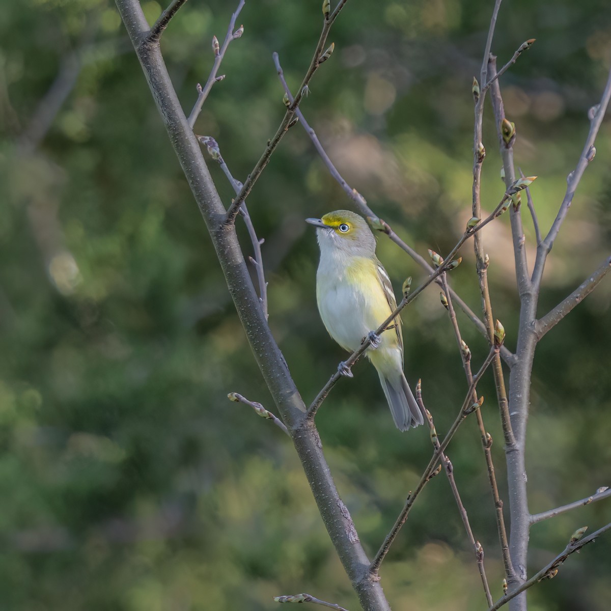 Viréo aux yeux blancs - ML633625257