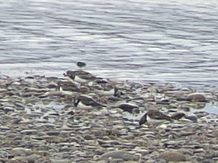 Ruddy Turnstone - ML633625307