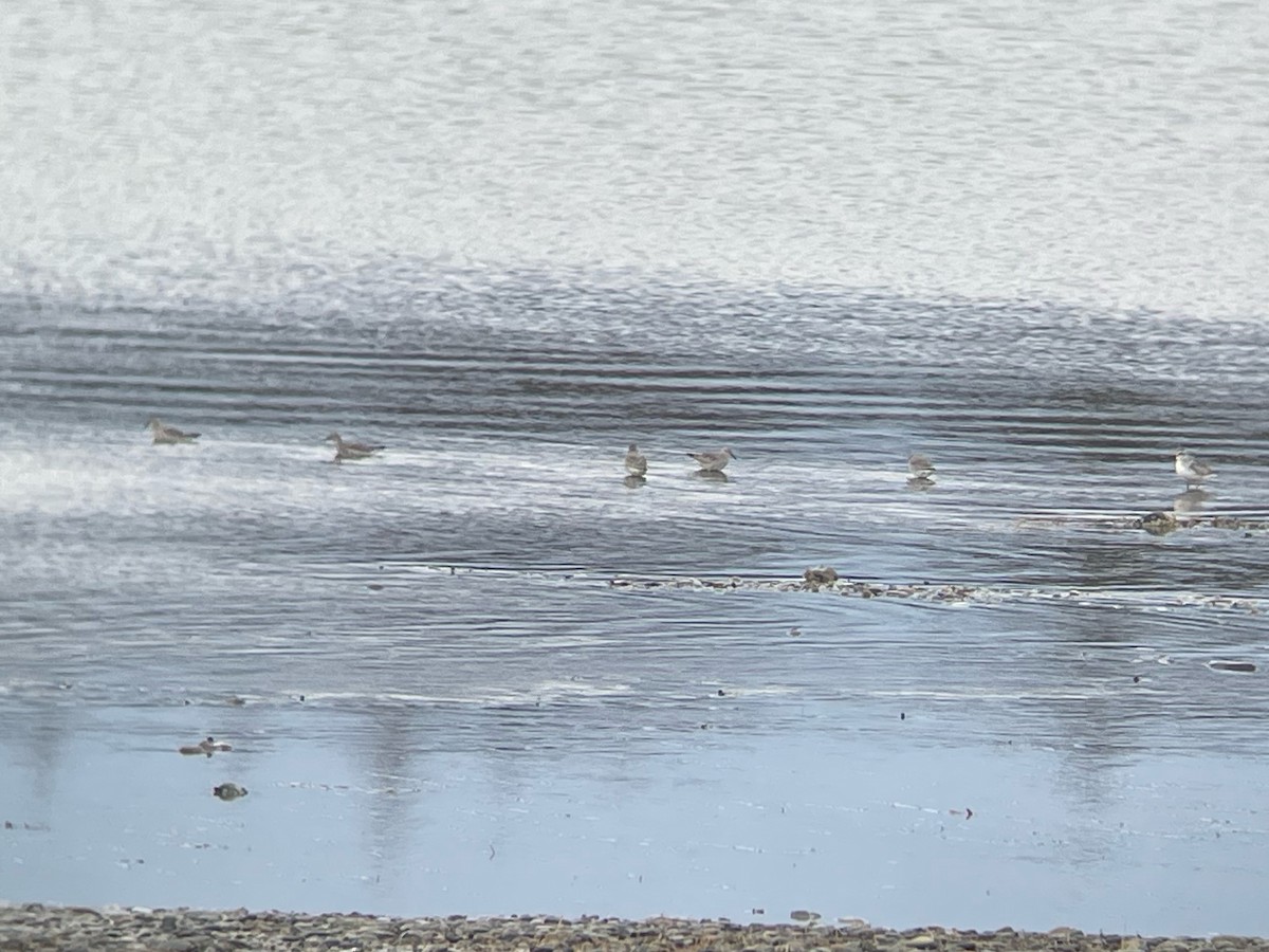 Red Knot - ML633625312