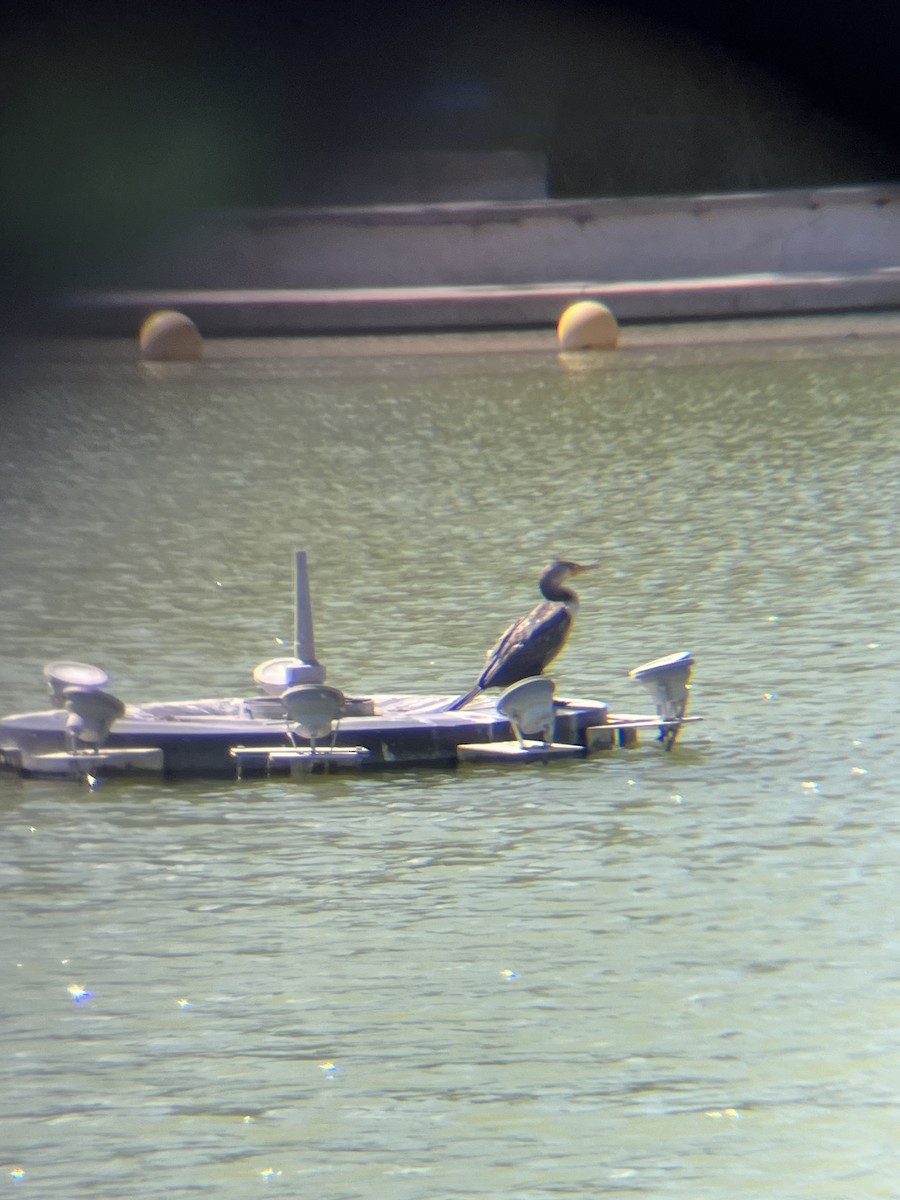 Double-crested Cormorant - ML633625389