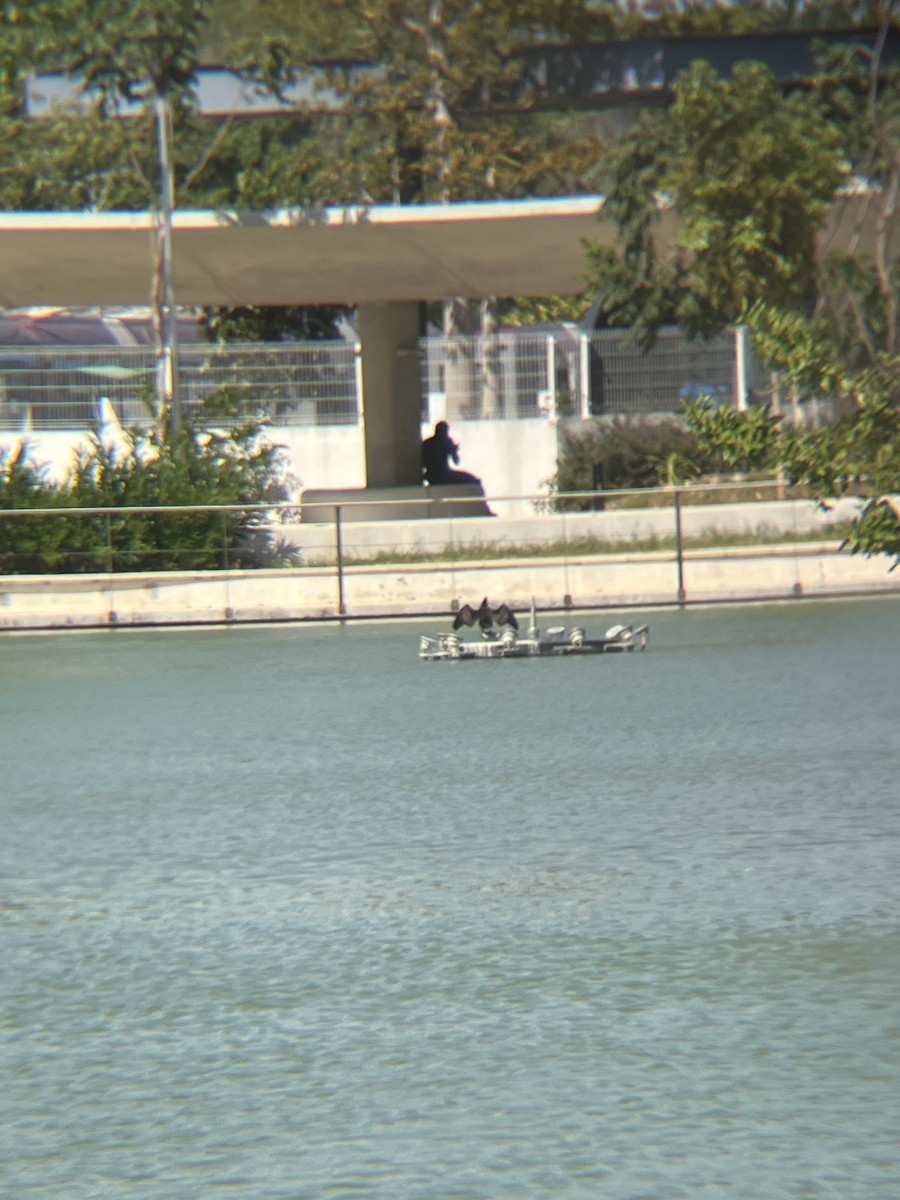 Double-crested Cormorant - ML633625390