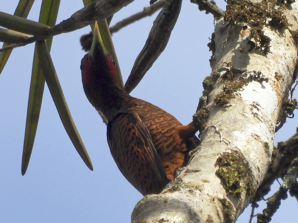 Waved Woodpecker - ML633625401