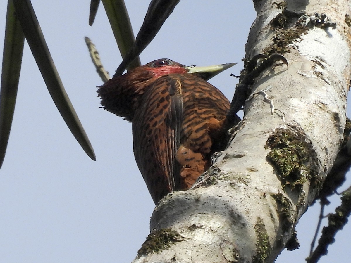 Waved Woodpecker - ML633625402