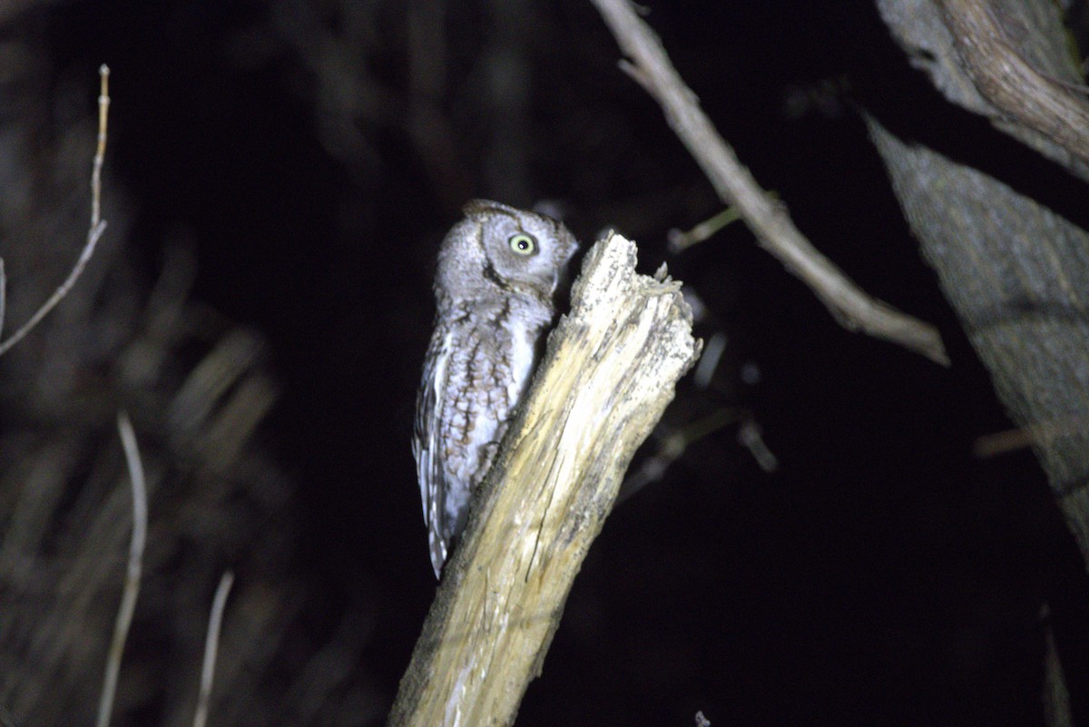 Eastern Screech-Owl - ML633625430